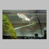 fishes03-9.html